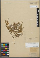 Foto von Salix alba L.